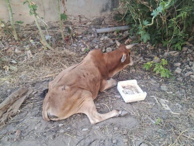 भीण्डर में बीमार गोवंश के रखरखाव का नहीं हैं स्थान, उदयपुर भेजने पर मजबूर