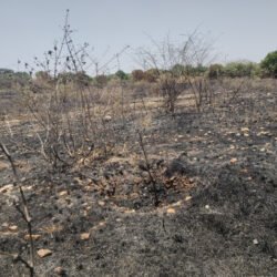 निमड़ी में पंचफल पौधारोपण में भ्रष्टाचार, खुलासा नहीं हो उससे पहले पौधों को कर दिया आग के हवाले!