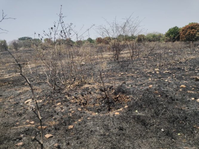 निमड़ी में पंचफल पौधारोपण में भ्रष्टाचार, खुलासा नहीं हो उससे पहले पौधों को कर दिया आग के हवाले!